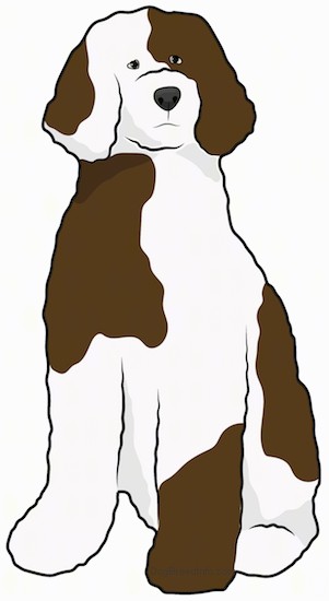Front view drawing of a very thick coated brown and white dog with large patches of brown on a white body, a black nose and dark eyes sitting down.