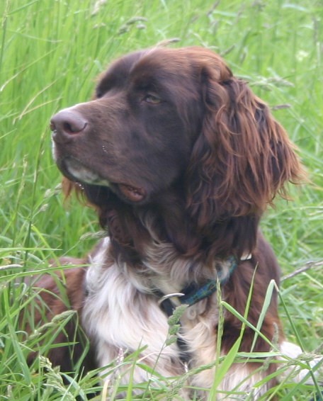 Side view head shot of a large brown dog with a white chest and a large brown nose laying down in tall grass.