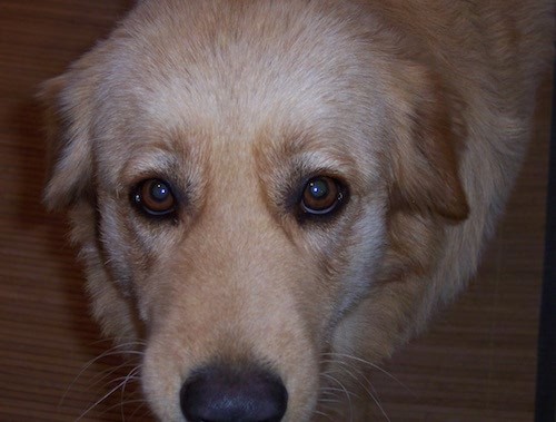 Close up head shot of a tan thick coated dog with wide brown eyes and a black nose looking up while standing on a hardwood floor.