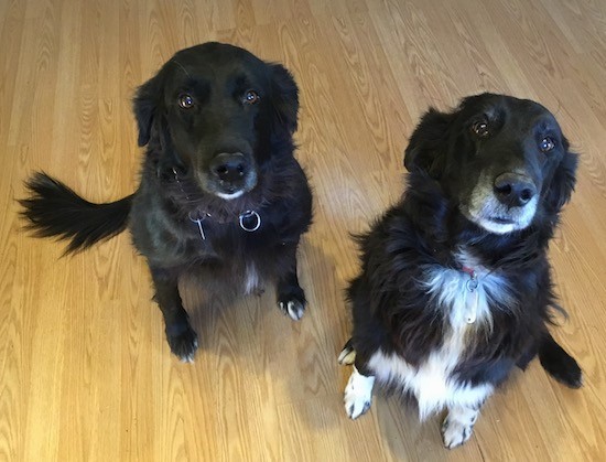 View from the top looking down at two large breed black dogs who are sitting on a hardwood floor looking up.