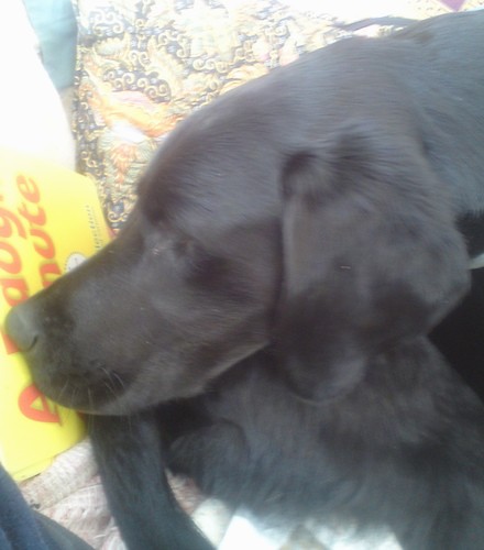 A large black dog with a soft shiny coat, a logn muzzle, black nose and soft ears that hang down to the sides curled up sleeping with his head on his long tail.