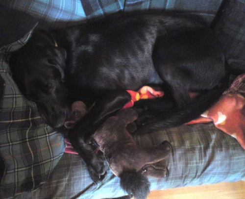 A large black shorthaired dog with a long muzzle, black nose, and soft ears that hang down to the sides laying down on a couch on his side with his big paws wrapped around a brown stuffed plush horse toy.