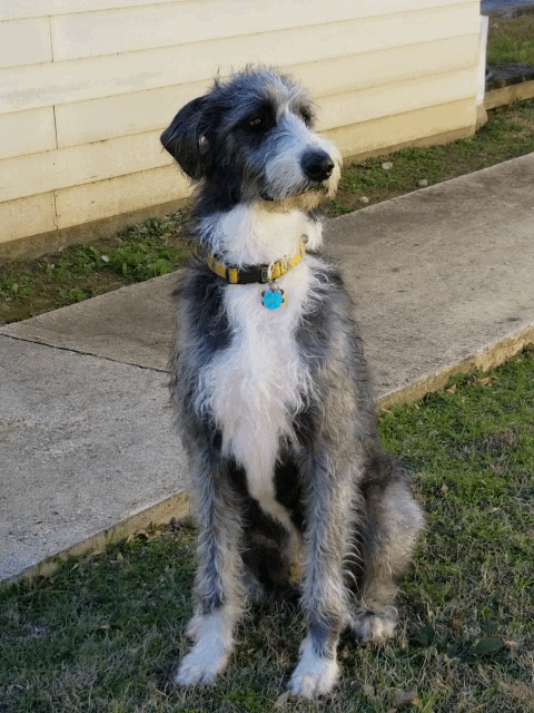 A large breed shaggy looking gray dog with a white chest and small black ears that hang down to the sides, white on his long muzzle wearing a yellow collar sitting in grass next to a sidewalk in front of a yellow house animated looking  back and fourth.
