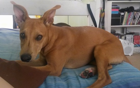 A red colored dog laying down on a person's bed. The dog has a long muzzle, light brown eyes, a black nose and ears that stand up and twist off to the sides with a long tail.