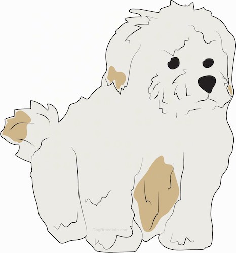 A drawing of a small, thick-coated, fluffy tan dog with darker spots of brown with black eyes and a black nose.
