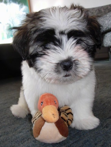 Front view of a fluffy little white white black and tan puppy with soft fur sitting down on a gray carpet in front of a stuffed duck plush toy. The puppy has a black nose, black lips and long hairs on his head making it so you cannot see his eyes and his ears blend with his head.