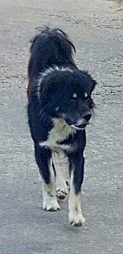 Front view - A large breed thick coated black with white dog looking to the right while walking down the middle of a road.