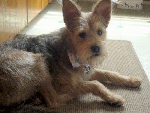 A soft, but shaggy looking tan and black dog with large perk ears, long hair on its muzzle and chin, a black nose and dark round eyes laying down inside of a kitchen on top of a tan mat.