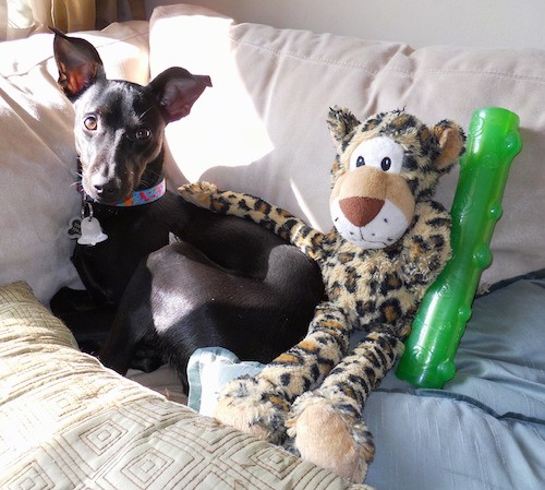 A shorthaired small thin dog with a long muzzle, ears that stand up and twist at the tips with brown eyes and a black nose laying curled up on a white couch with a plush stuffed cheetah sitting next to him with the arm of the toy resting on the dogs back and a green chew toy next to them.