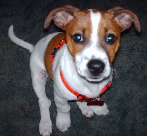 A tan and black terrier looking dog with ears that stick out and fold down to the sides, a long tail, black nose and wide dark eyes with ticking spots, wearing a bright orange harness sitting down on a gray carpet looking up.