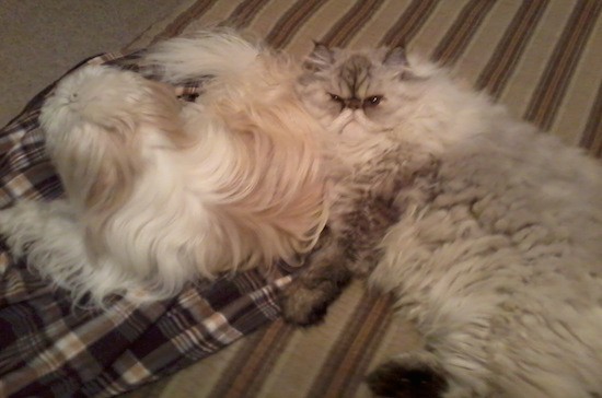 View from the top looking down at a white and tan longhaired dog sleeping next to a thick coated seal point cat that has a pushed back face and a very thick coat laying own on a tan rug and a tan plaid blanket. The cat is larger than the dog and has wrinkles around his face making him look like an old man.