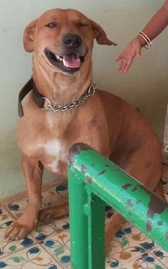 Front view of a short coated brown dog with a patch of white on his chest wearing a large chain collar with a lady holding her hand near him sitting down squinting his eyes