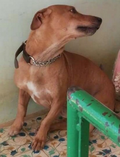 A short coated light brown dog with black on the end of his muzzle, a spot of white on this chest and ears that are pinned back looking to the right while sitting against a wall on a tan blue and brown floor.