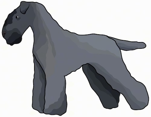 Side view drawing of a blue-black colored dog with a thick soft coat and a square muzzle with small fold over ears standing up.