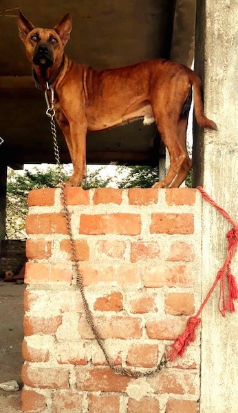 A large breed brown brindle dog with large perk ears, a black muzzle and wide round eyes standing up on a brick wall while tied to a post.