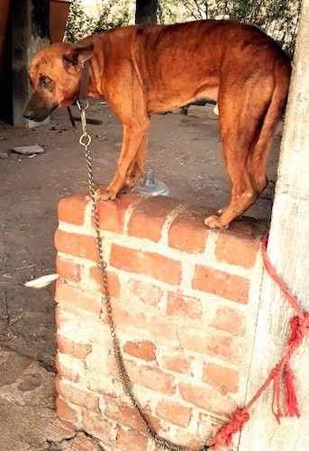 A large brown brindle dog with a dark muzzle standing on a brick wall while tied to a post lookging forward. The dog has perk ears that are pinned back. The dog's long tail is being held low.