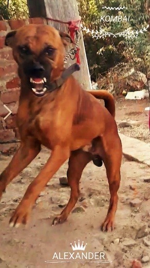 A large brown dog with a black muzzle tied to a post lunging forward showing its teeth while jumping into the air with his tail up and ears back. The word 'Kombai' are embeded into the image.