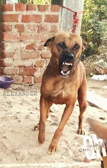 A brown dog with a black muzzle tied to a brick wall lunging forward with his teeth showing. The words 'Alexander' and 'Oh My God' are embeded in the image.