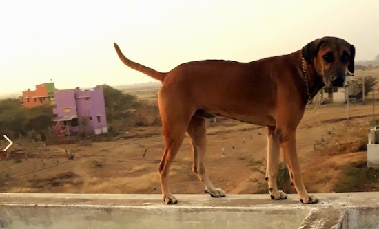 Side view of a large breed brown dog with a long tail and ears that hang down to the sides like a hound dog standing on a wall with a dirt terrain and colorful buildings in the distance.