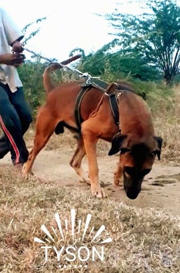 Front view of a large breed brown dog with a black muzzle wearing a harness pulling a man while on a leash across a dirt path. The words 'Tyson' are embeded into the image near the bottom across the brown grass.
