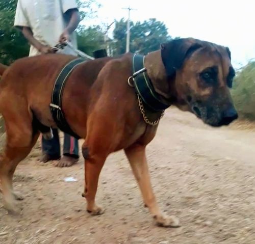 Front side view of a large breed brown dog with black ears and a black muzzle and nose standing in dirt wearing a harness connected to a leash that the man behind him is holding.