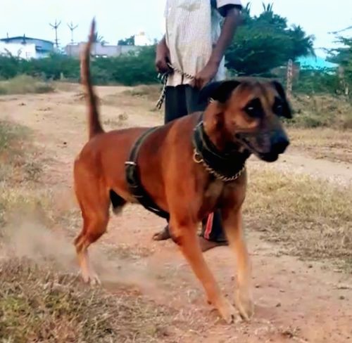 Front side view of a running large breed brown dog with black ears, a black muzzle and black nose running across a dirt path with a man standing behind him. There are buildings behind them.