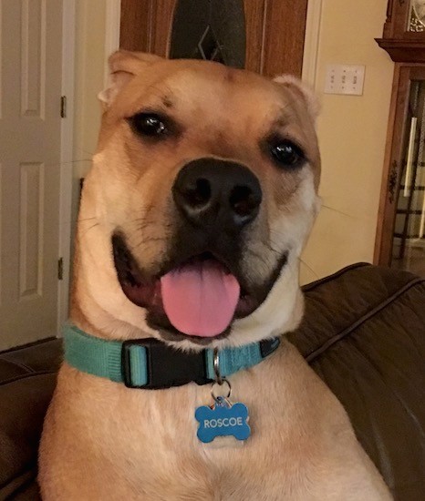 Front view head shot of a tan dog with a big black nose, black lips adn dark eyes with its pink tongue showing. It is wearing a blue collar that has a blue ID dog tag hanging from it that says Roscoe. The dogs ears are pinned back and it looks happy.