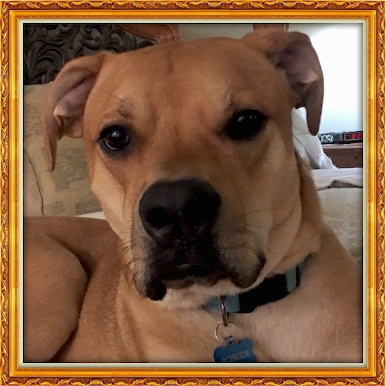 Front view head shot of a tan dog with black eyes, a large black nose and black lips laying down on a person's bed. The dog has ears that go out and down to the sides.