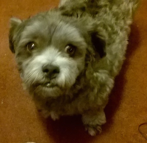 View from the top looking down at the dog of a thick wavy-coated little gray dog looking up with wide dark eyes. It has a black nose, black lips and small ears that hang down to the sides. The dog is standing on a copper color carpet.