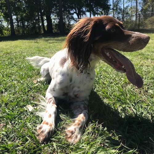 Front view of a tricolor, white, brown and tan dog laying down in grass with a large long tongue hanging out looking to the right.