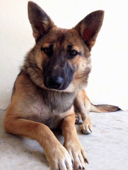 Front view of a large shepherd dog with a black muzzle, a big black nose, brown eyes, large perk ears, a long tail, a tan body and white on the tips of her paws laying down on concrete.