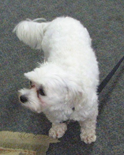 View from the top looking down at a small white dog with a long thick tail and small drop ears that hang down to the sides with a black nose and longer hair on its muzzle making it look square standing on a gray carpet.