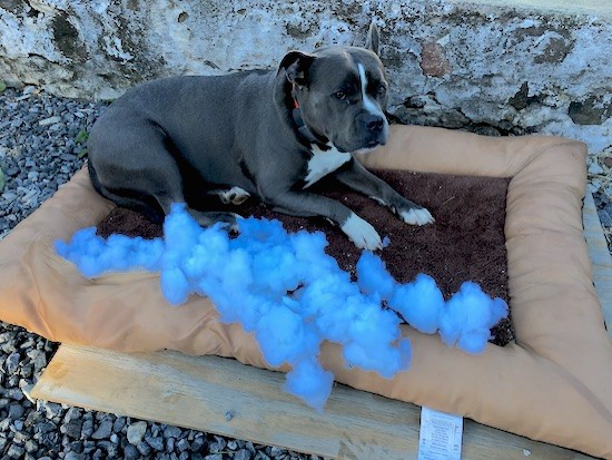 A gray with white well muscled dog laying down on a dog bed outside that has blue stuffing on top of it. The dog is looking over at the camera with her ears pinned back.