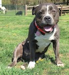 A thick wide gray with white dog that has a big head and a big gray nose sitting down in grass with her ears pinned back smiling with her pink tongue showing.