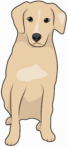 Front view drawing of a tan dog with ears that fold down to the sides, dark eyes and a black nose sitting down.