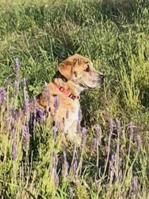 Side view of a tan brindle puppy wearing a red collar sitting down in tall grass and weeds looking to the right