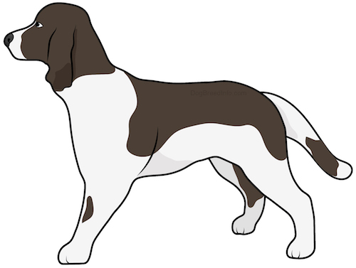 Side view drawing of a brown and white spaniel dog with a long tail and long ears that hang down to the sides standing.