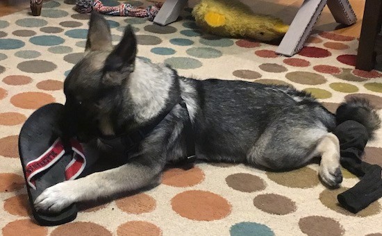 A small thick coated gray with black puppy that has pointy ears that are slightly pinned back as it chews on a black with red flip flop shoe while laying down on a tan with brown and green polka-dot carpet.