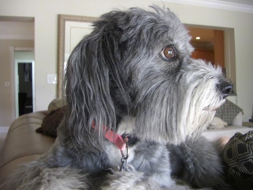 The side of a gray dog's head showing her snout, black nose and wide brown eye laying on the back of a tan leather couch.