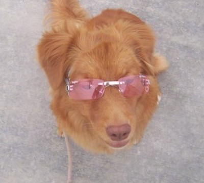 View from above looking down at a rust orange colored dog with a brown nose sitting on concrete wearing pink sunglasses.