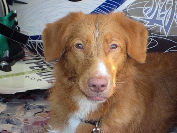 Close up head and upper body shot of a brown-orange dog with white laying down. She has a liver brown nose and lips and light brown eyes. Her small fold over ears look soft.