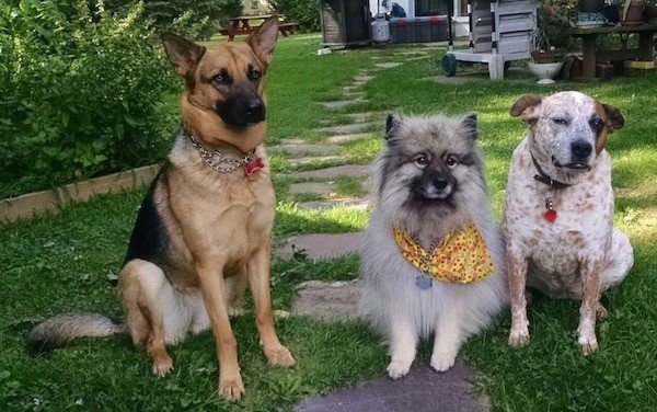 Three dogs lined up in a row sitting down in grass in a yard looking forward