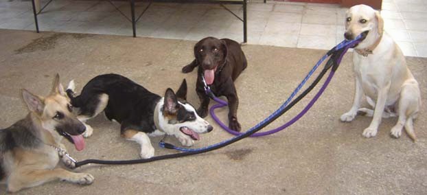 Four dogs on a tan carpet. Three dogs are laying down with leashes on and the fourth dog has all of the leashes in its mouth.