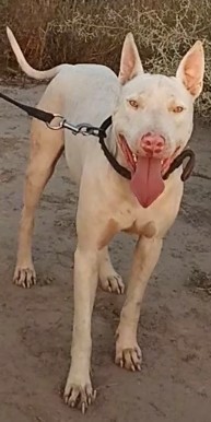 Front view of a white dog with large perk ears, light silver eyes, a pink nose, a long thin tail and a long pink tongue outside on a leash standing in dirt