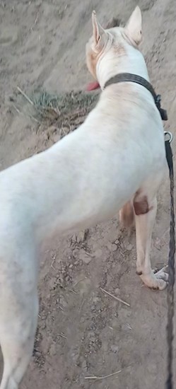 View from above looking down at the back of a large breed white dog with big perk ears standing outside in dirt with his pink tongue hanging out