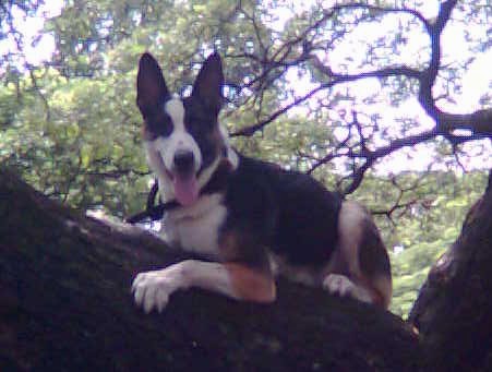 Close-Up Side view - A black with white and tan Panda Shepherd is laying up high on the branch of a tree looking over the edge. Its mouth is open and its tongue is out.