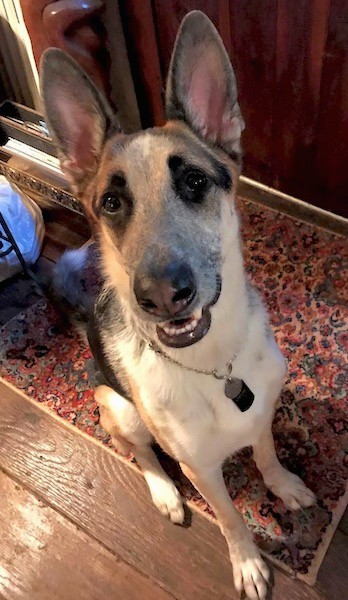 Looking down at a large breed shepherd dog sitting on a red oriental rug and a hardwood floor