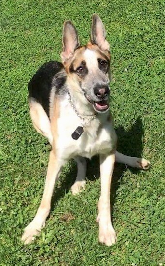 A tricolor shepherd dog sitting in grass outside in the sun