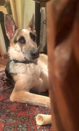 Close up head and upper body shot of a tricolor black, tan and white dog laying down on a red oriental rug with a bone in front of his paws.