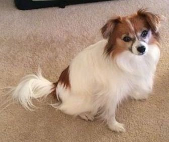 A long haired white dog with a brown head and black markings with long hair on her tail, white on her muzzle, a black nose, and black eyes. Her ears fold down with long hair on them.